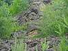 NaturErlebnisTage 2004