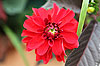 Dahlientaufe im Gartencenter Bergerhoff