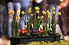Frühjahrsempfang der Stadt Wiehl 2011